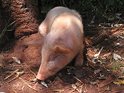 Pig is the main affected species.